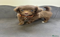 Chipoo dogs for sale: Stunning Chipoo Pups DNA Health Tested - Image 29