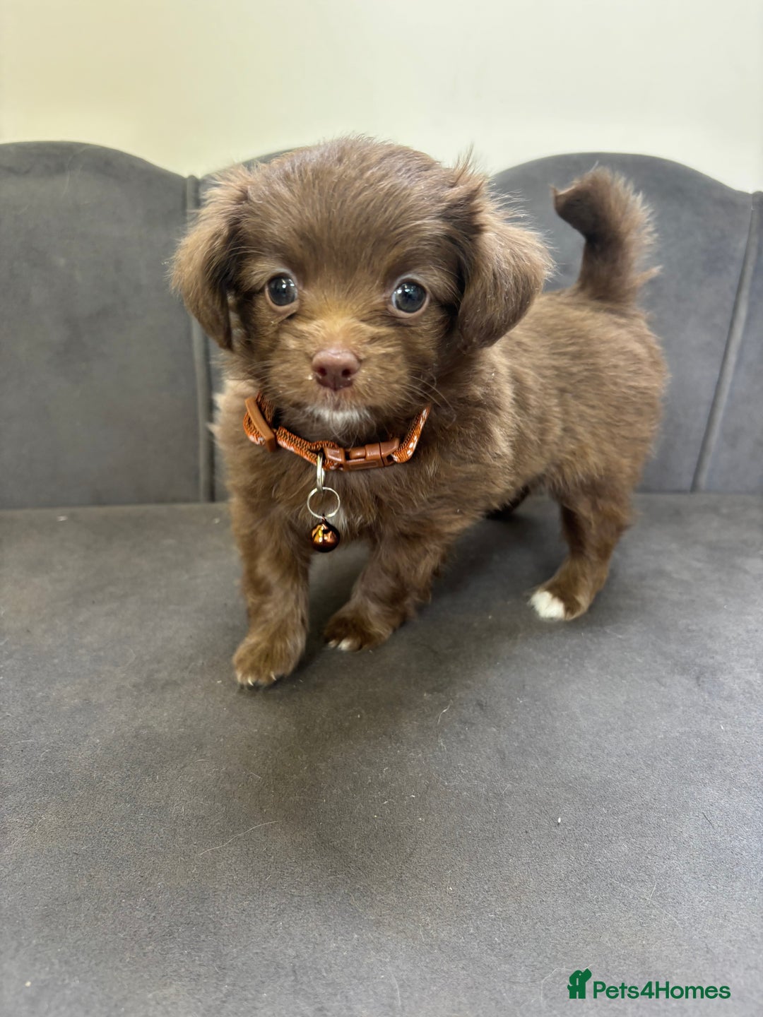 Chipoo dogs for sale: Stunning Chipoo Pups DNA Health Tested - Image 29