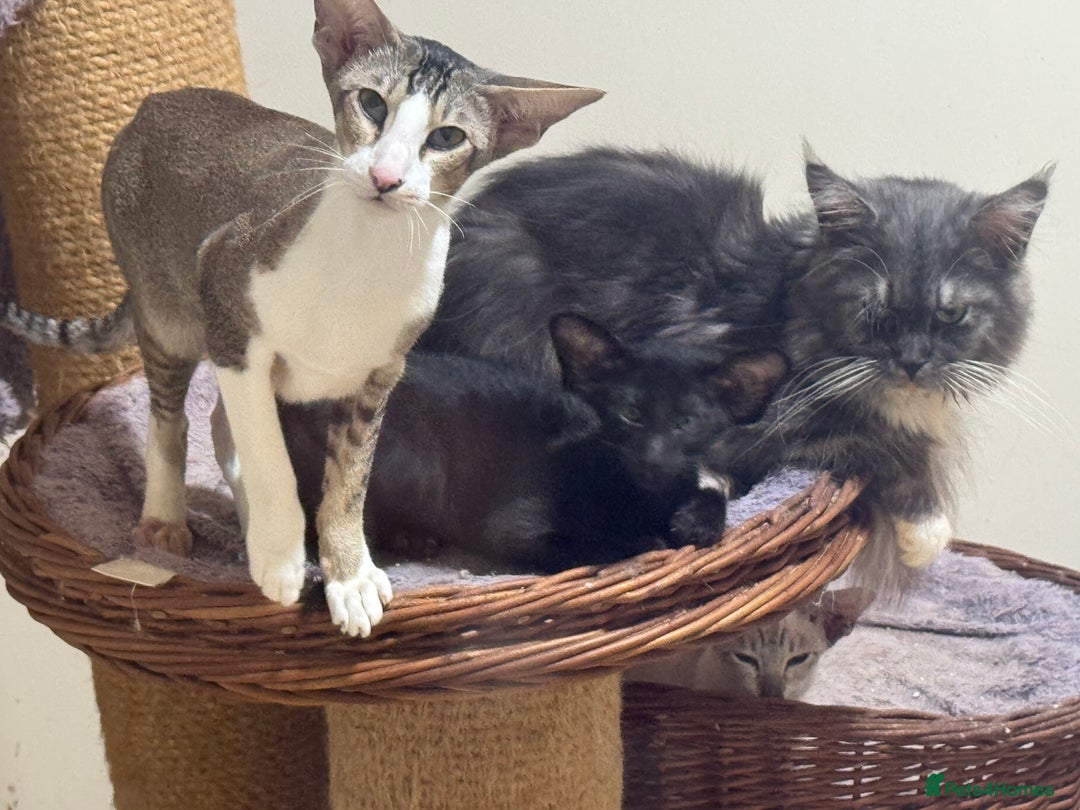 Oriental cats for sale: Pedigree Black Oriental kitten - Advert 1