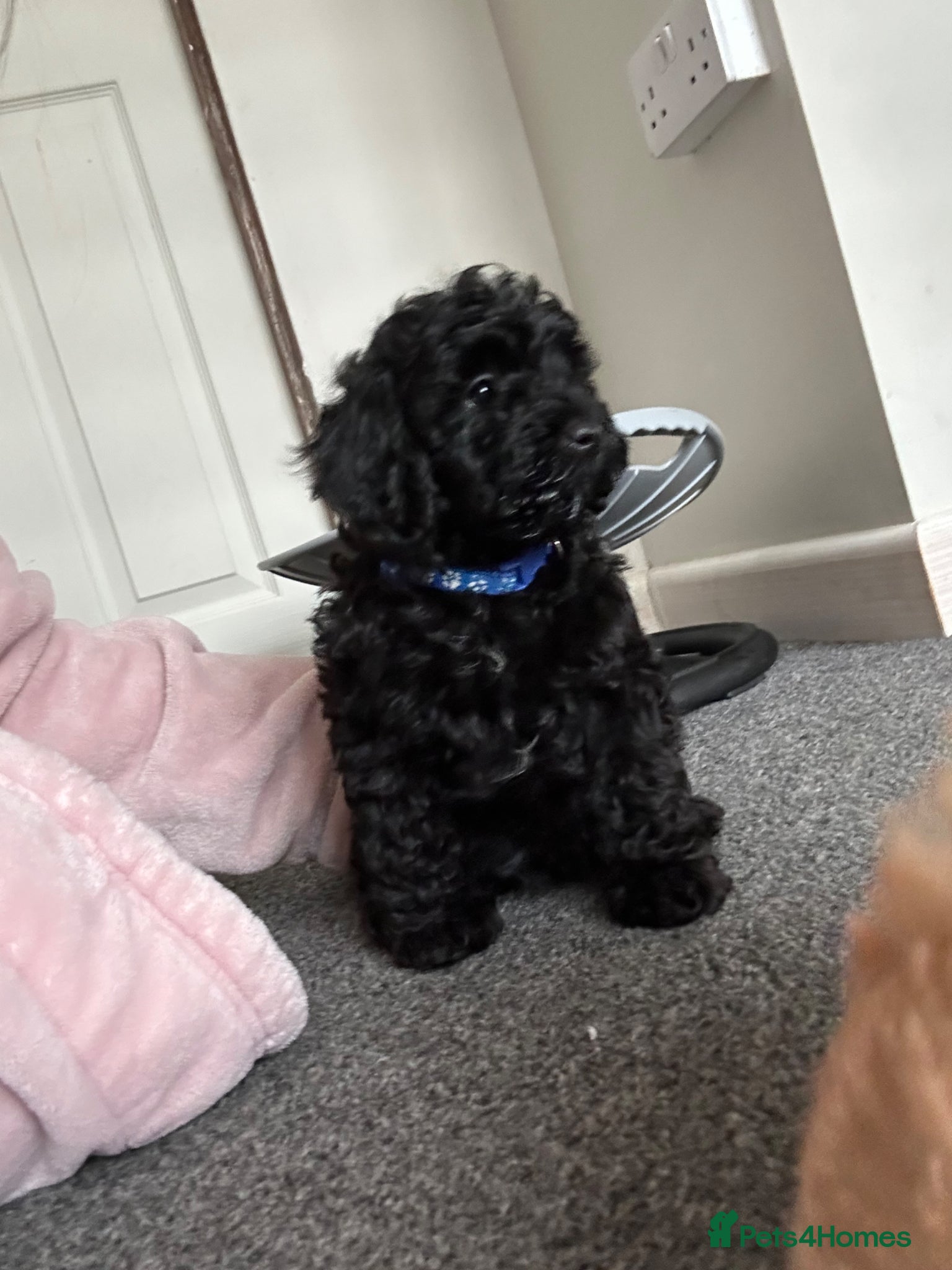 Cavapoo dogs F1b cavapoos ready to leave  - Advert 5