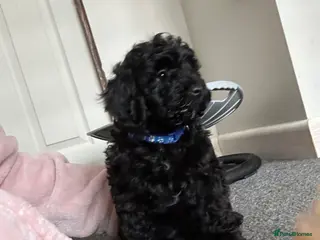Cavapoo dogs F1b cavapoos ready to leave - Advert 5