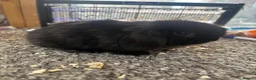 Mini Lop rabbits for sale: Baby MiniLops BRC rung and Vaccianted  - Advert 5