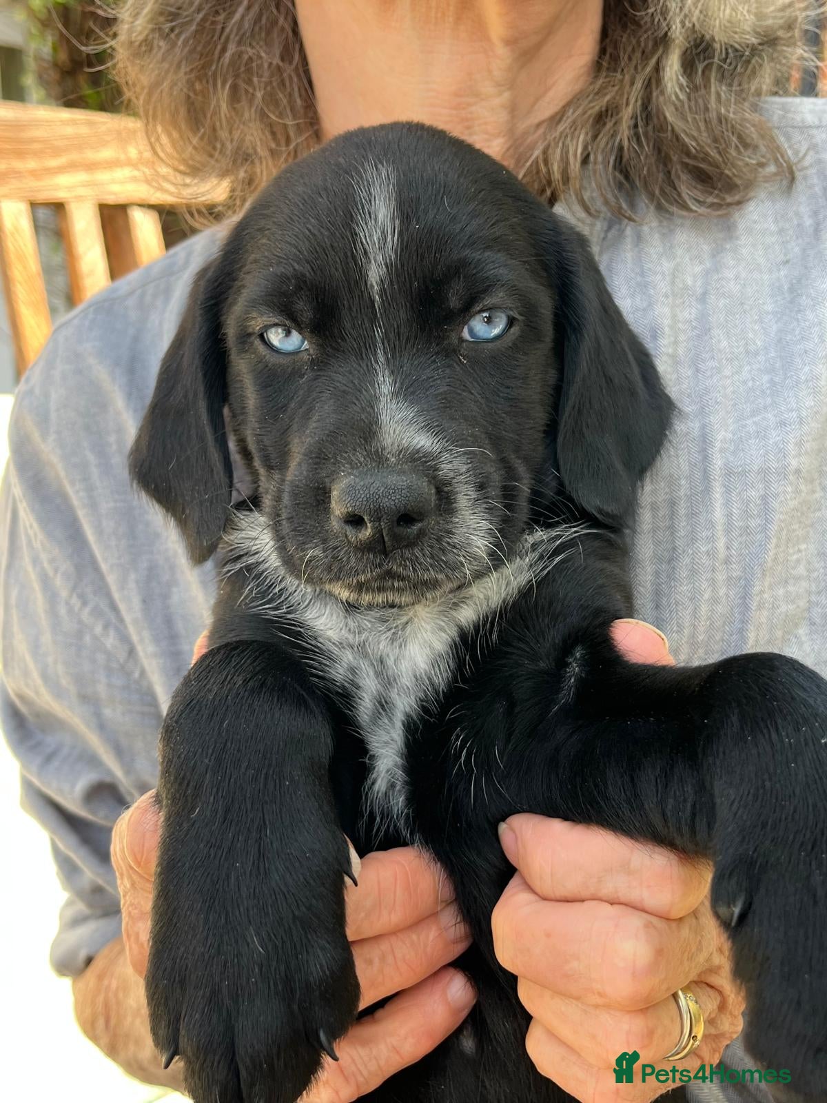 Mixed Breed dogs Labrador X Pointer Cross Puppies - Advert 2