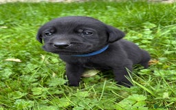 Labrador Retriever dogs for sale: Outstanding KC Registered Labrador Puppies - Image 11
