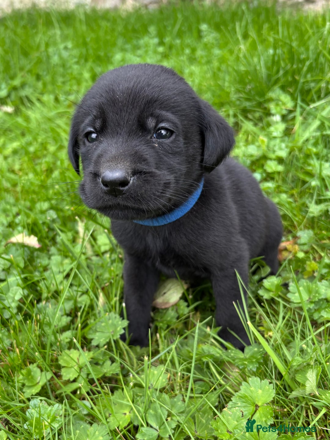 Labrador Retriever dogs for sale: Outstanding KC Registered Labrador Puppies - Image 11