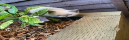 Ragdoll cats for sale: Male/Female Kitten Looking for a Loving  Home in Newport Pagnell - Advert 9