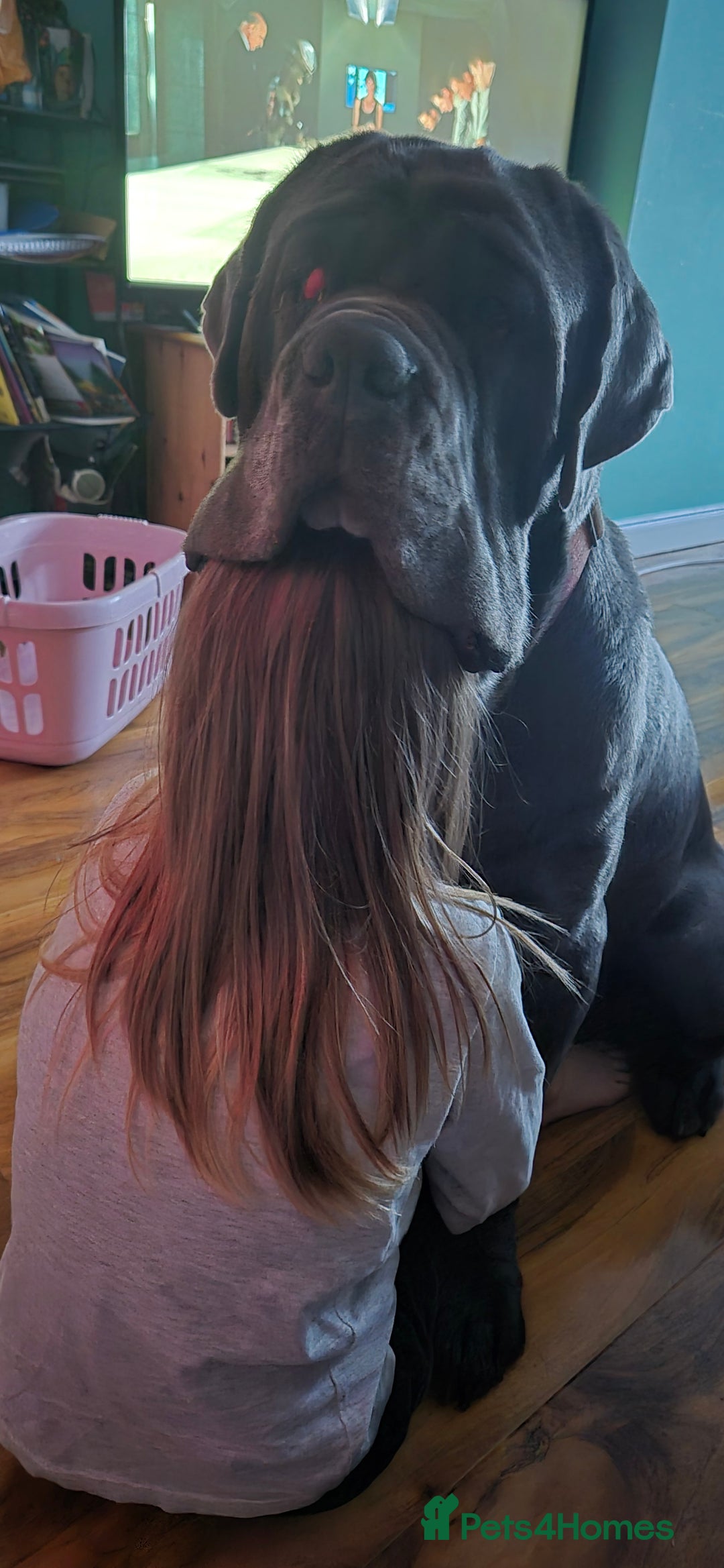 Neapolitan Mastiff dogs for sale: Neopolitan mastiff 2 years  - Advert 4