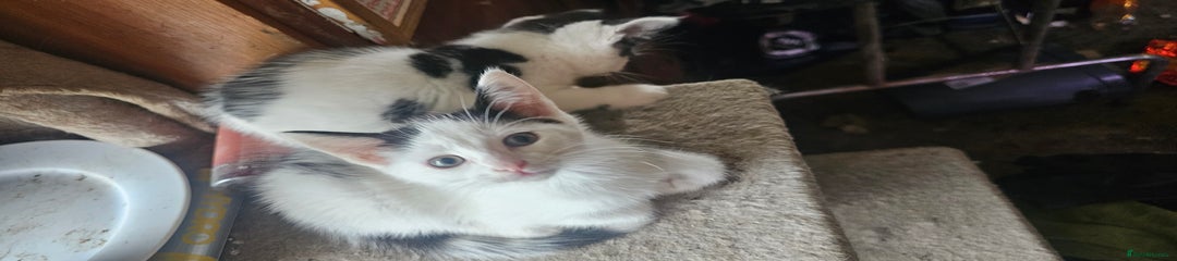 Domestic Shorthair Kitten 2