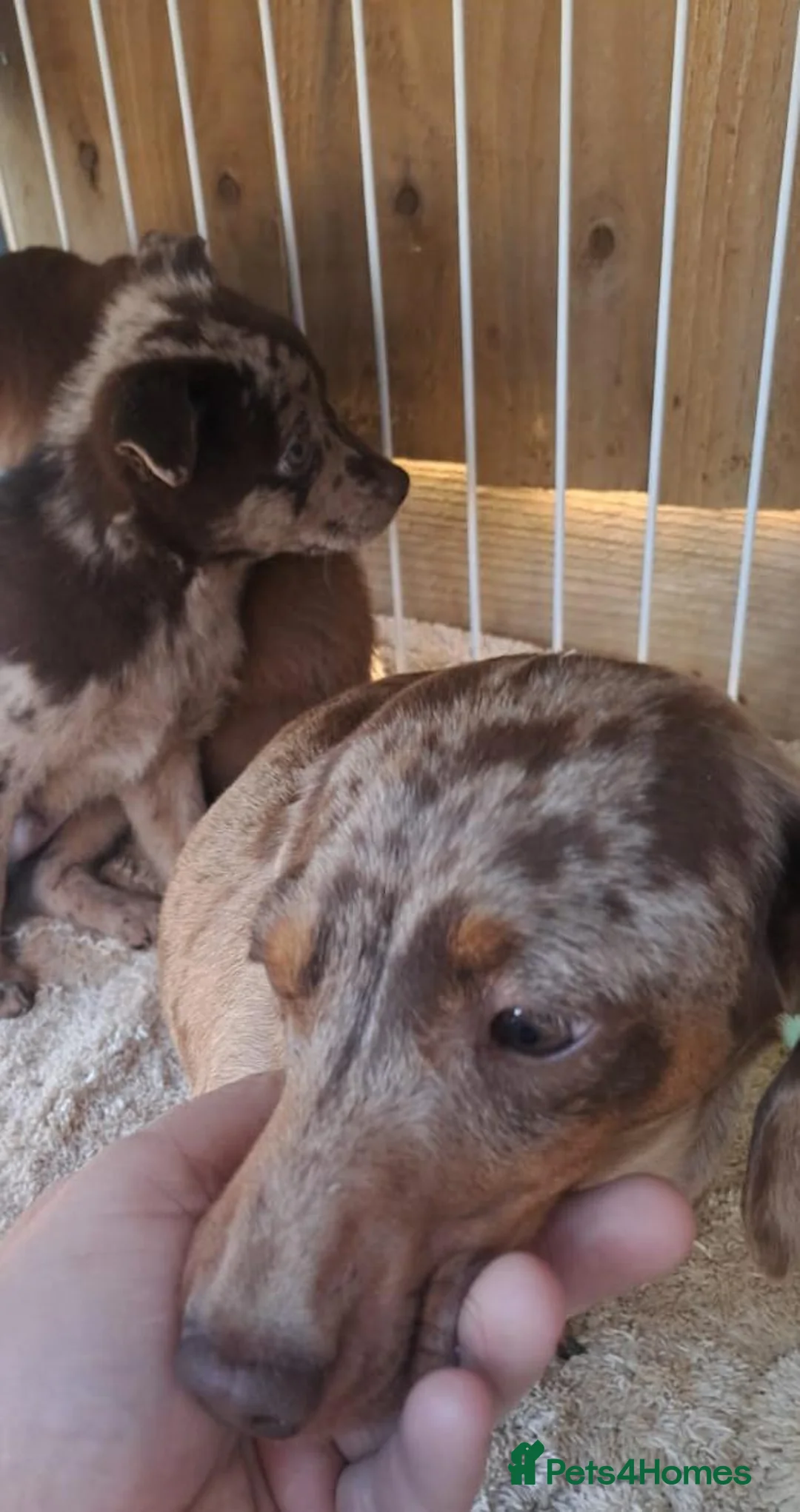 Mixed Breed dogs for sale: Beautiful fur babies in Newark - Advert 1