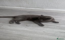 British Shorthair cats for sale: British short hair male - Image 2