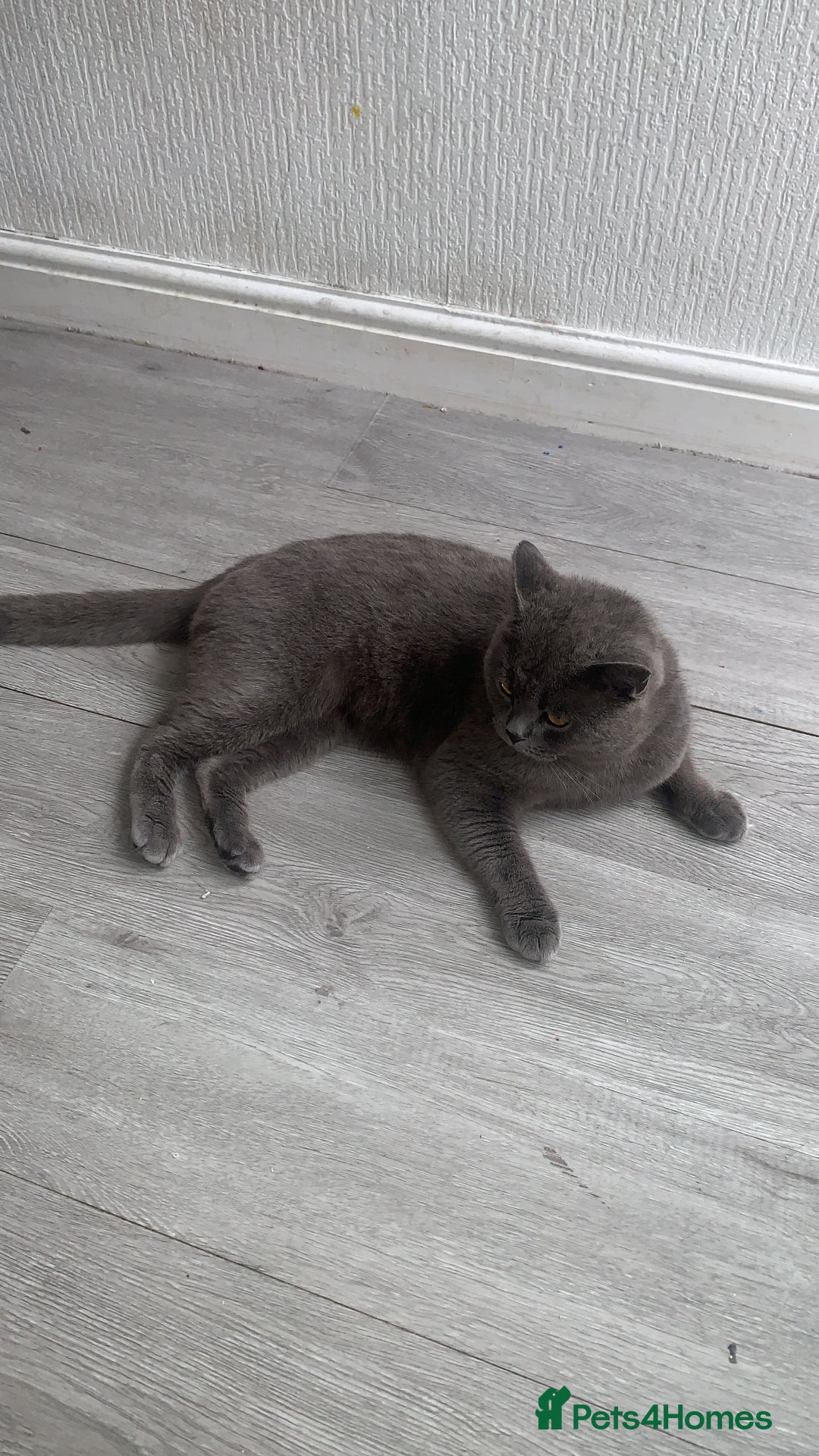British Shorthair cats for sale: British short hair male - Image 2