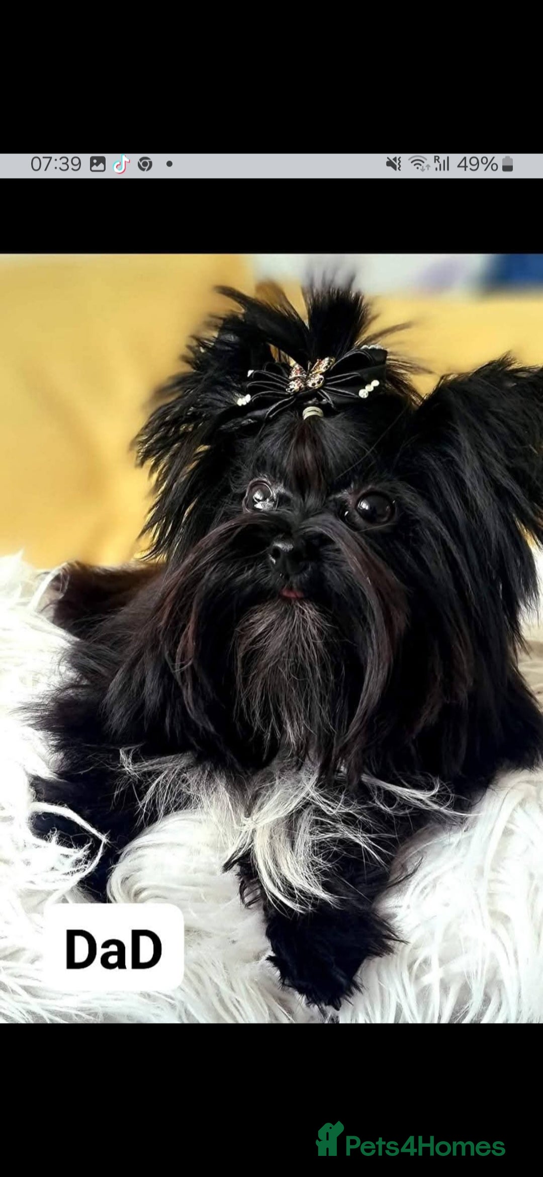 Yorkshire Terrier dogs Yorkshire Terrier (zack) - Advert 1