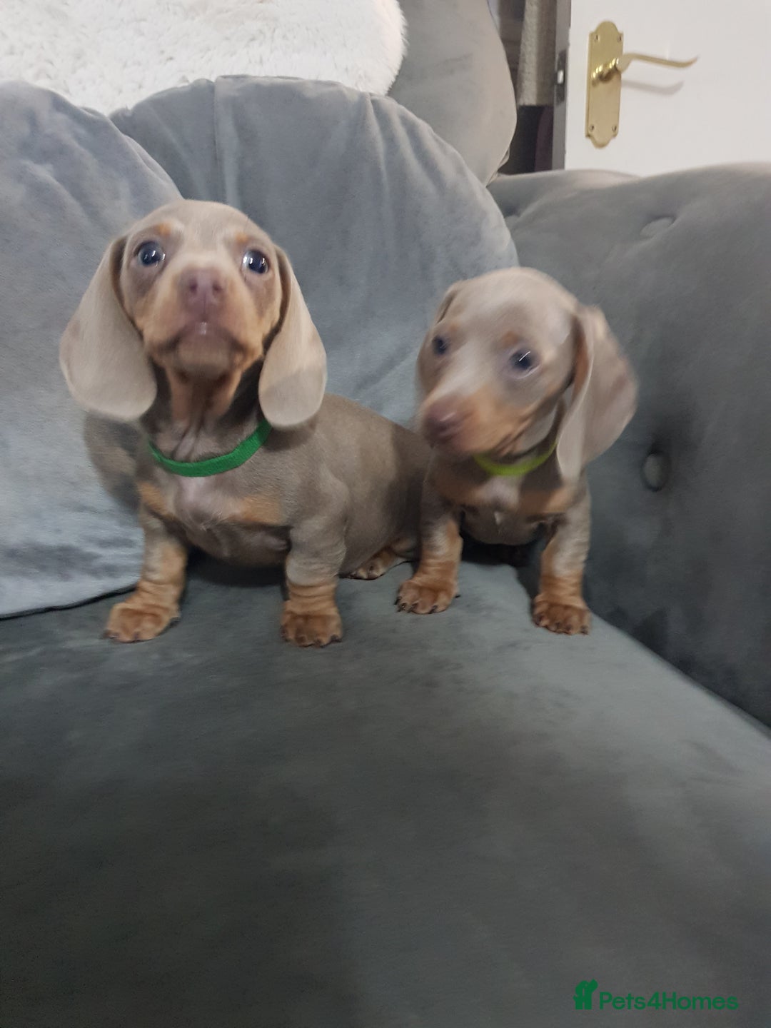 Miniature Dachshund dogs for sale: Miniature dachshund  - Advert 26