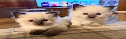 Ragdoll cats for sale: Beautiful Ragdoll kittens  in Forfar - Advert 1