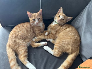 Domestic Shorthair cats in Tonbridge - Advert 1