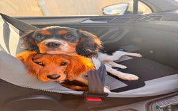 Cockalier dogs for sale: Rehoming Two Young Female Spaniels  - Image 1