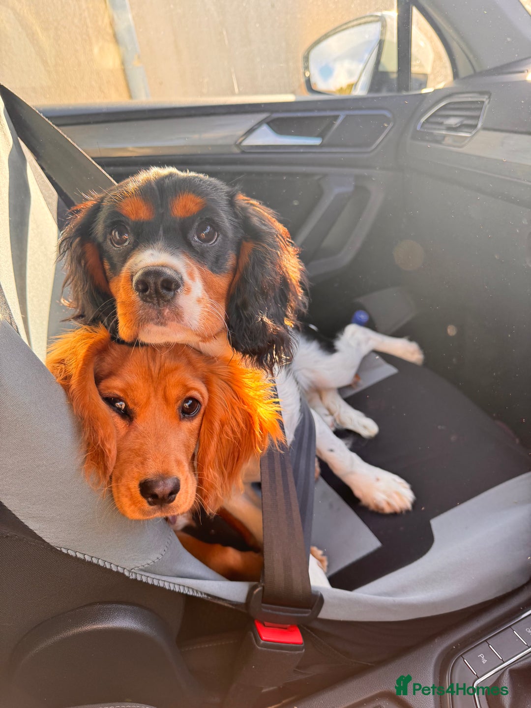 Cockalier dogs for sale: Rehoming Two Young Female Spaniels  - Image 1