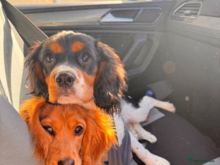 Cockalier dogs for sale - Advert 1