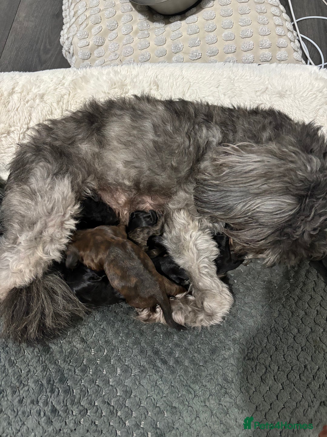 Mixed Breed dogs for sale: Last dog left - Advert 9