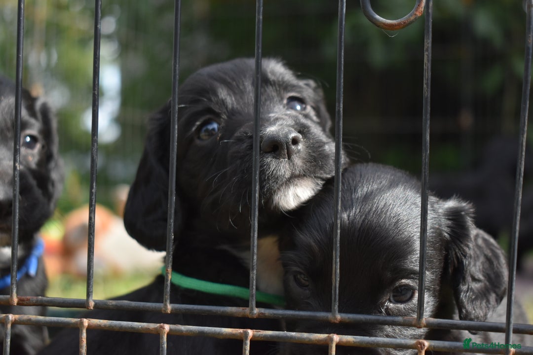 Sprocker dogs for sale: READY NOW F1 sprocker spaniels ready next week.  - Image 17