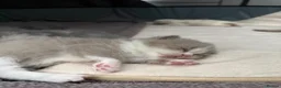 British Shorthair cats for sale: PKD+ALPS Tested, GCCF Registered, Loving Kittens - Advert 18