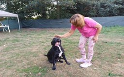 Mixed Breed dogs for adoption: Meet SHEAMUS - a handsome boy for a confident Home - Image 14