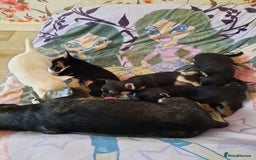 Chihuahua dogs for sale: Lovely chihuahua puppies! - Image 22
