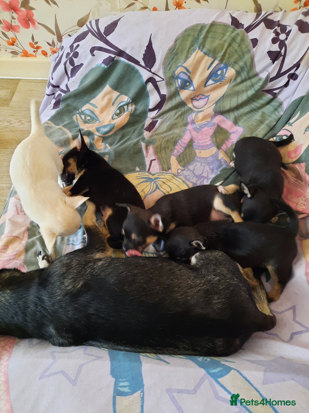 Chihuahua dogs for sale: Lovely chihuahua puppies! - Image 22