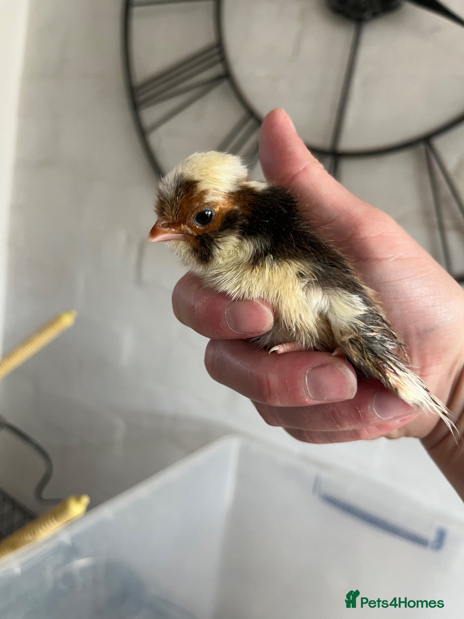 Mixed Breed poultry Chicks,Brahma, silkie, cross, polish  - Advert 12