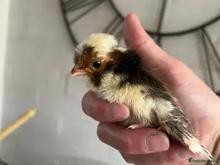 Mixed Breed poultry Chicks,Brahma, silkie, cross, polish - Advert 12