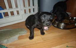 Patterdale Terrier dogs for sale: Super cute little girl, ready for forever home - Advert 2
