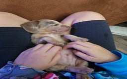 Dachshund dogs for sale: Miniature dashhound pups - Image 6