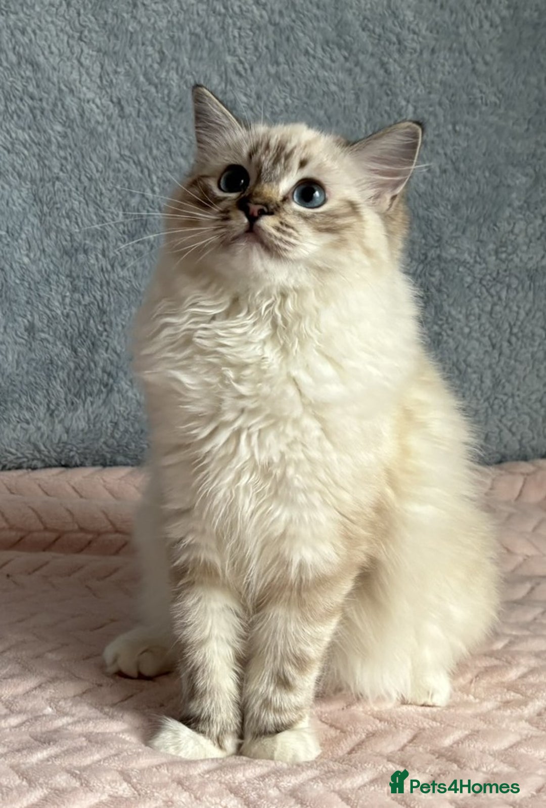 Ragdoll cats for sale: Three beautiful Ragdoll Ready to Leave 20/12/2025  - Advert 3