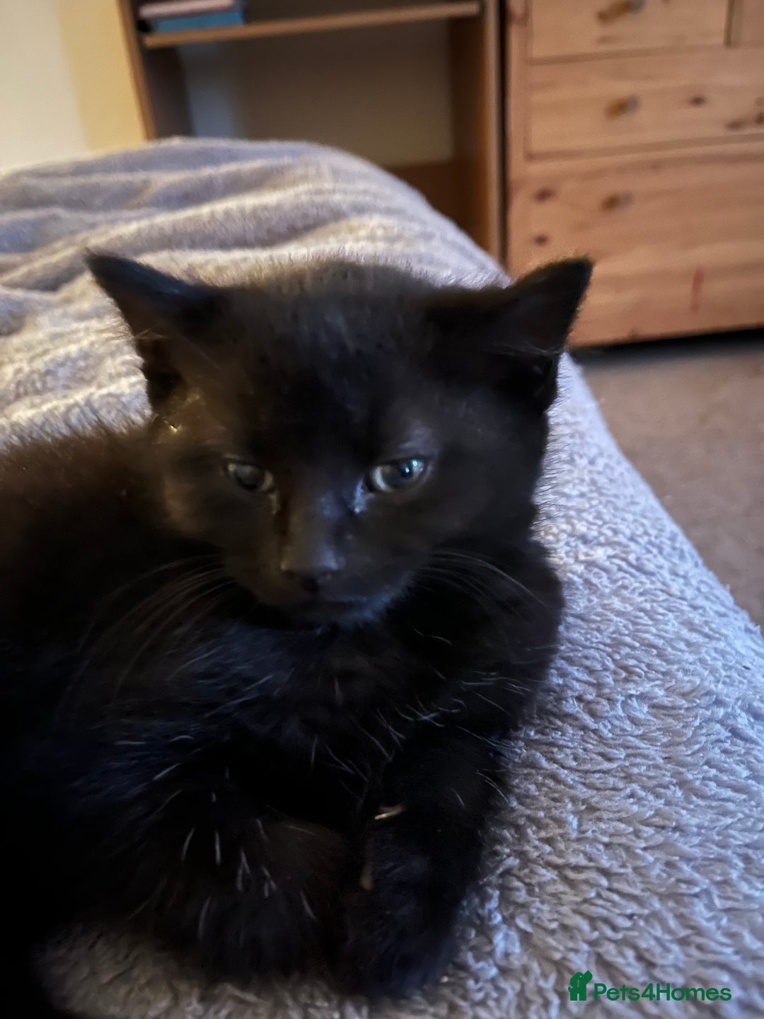 Brazilian Shorthair cats for sale: 4 fluffy kittens  - Advert 5