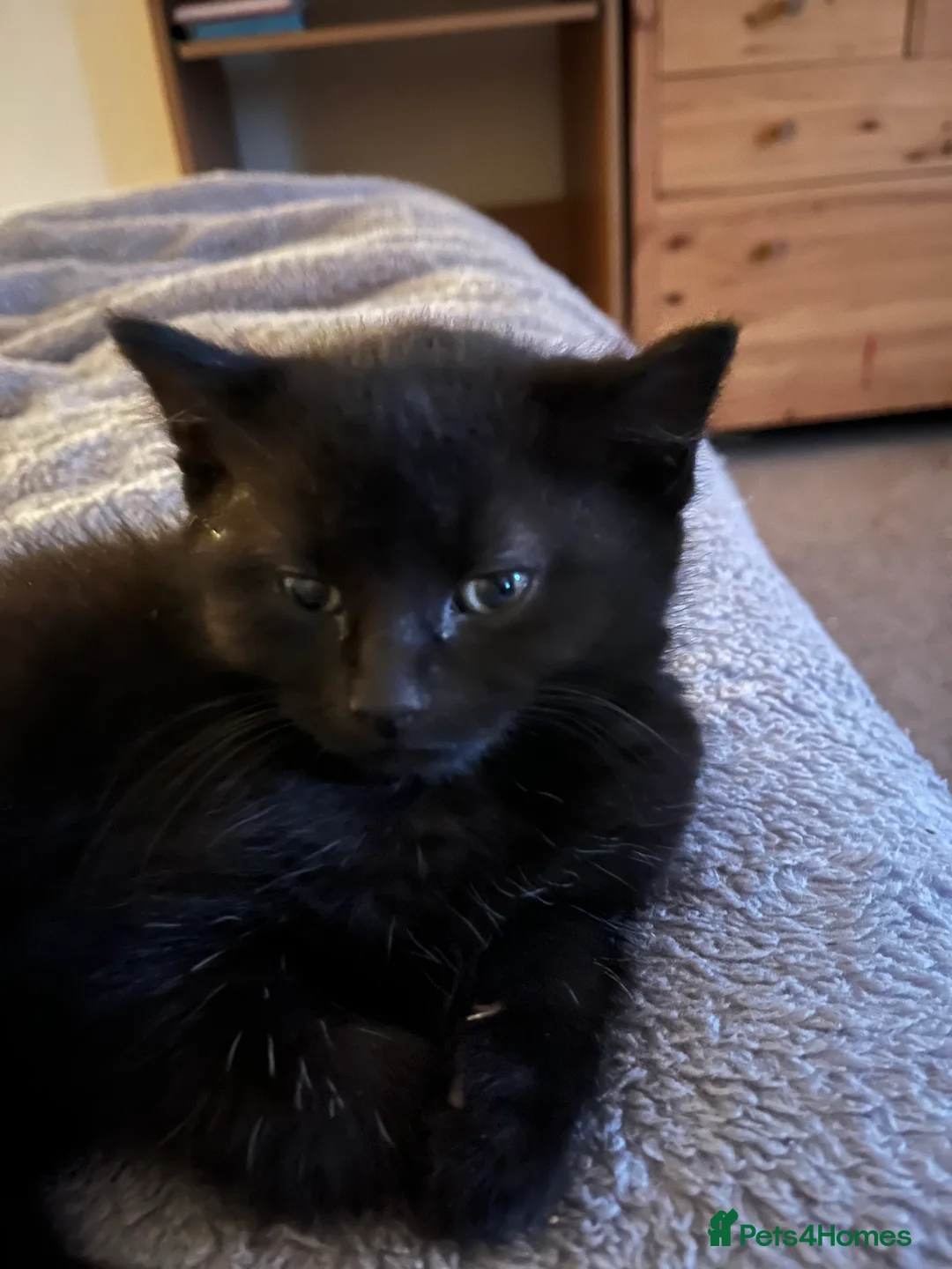 Brazilian Shorthair cats for sale: 4 fluffy kittens  - Advert 5