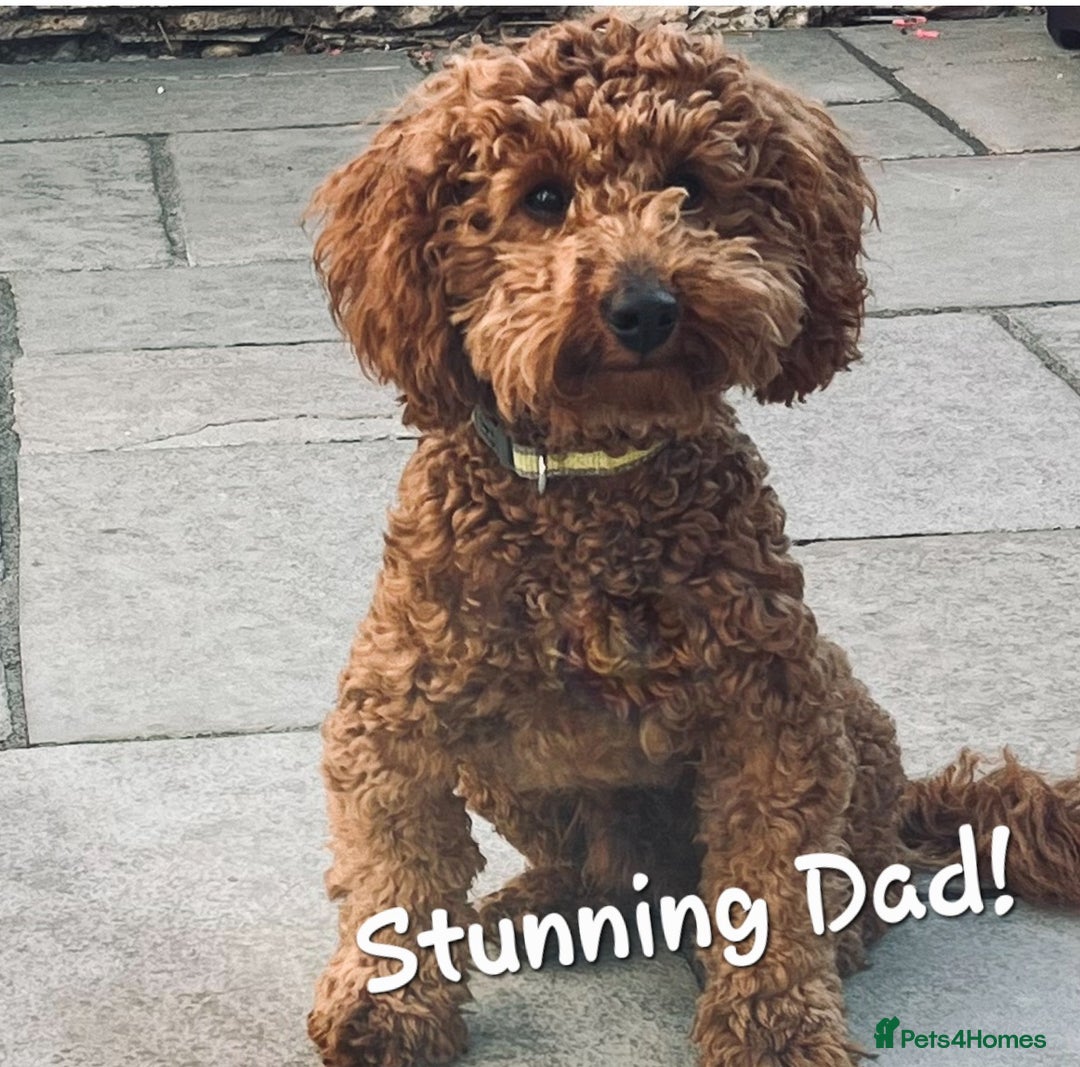 Yorkiepoo dogs for sale:  Yorkiepoo Puppies! Ready 4 Forever Homes 23rd Dec - Advert 3