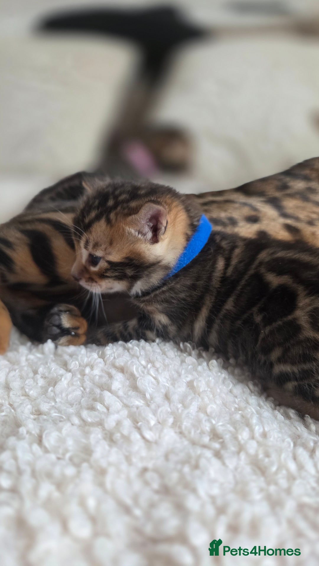 Bengal cats for sale: Georges Tica registered Bengal kittens  - Advert 5