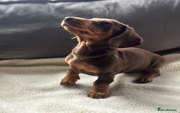 Miniature Dachshund dogs for sale: Adorable miniature daschunds - Image 5