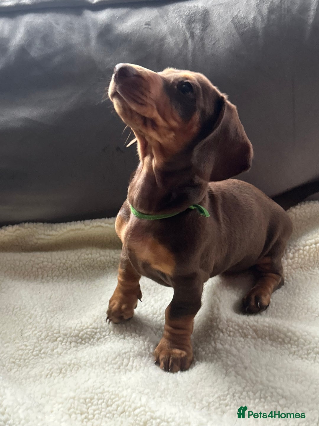 Miniature Dachshund dogs for sale: Adorable miniature daschunds - Image 5