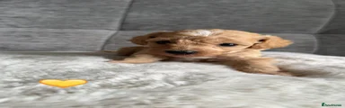 Cavapoo 8