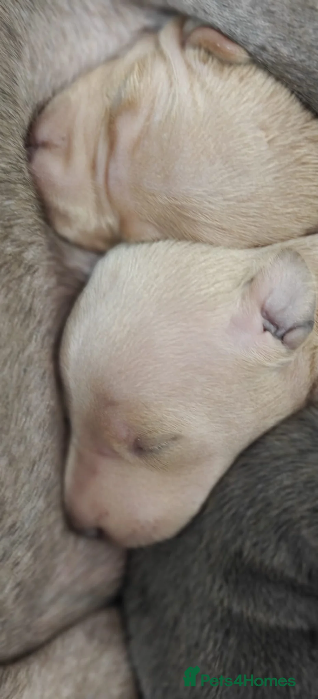 Italian Greyhound dogs for sale: KC Registered - European Lineage - Health Tested  - Advert 13