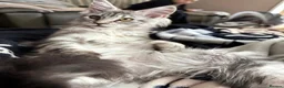 Maine Coon cats for sale: Beautiful Maine Coon Girl - Advert 10