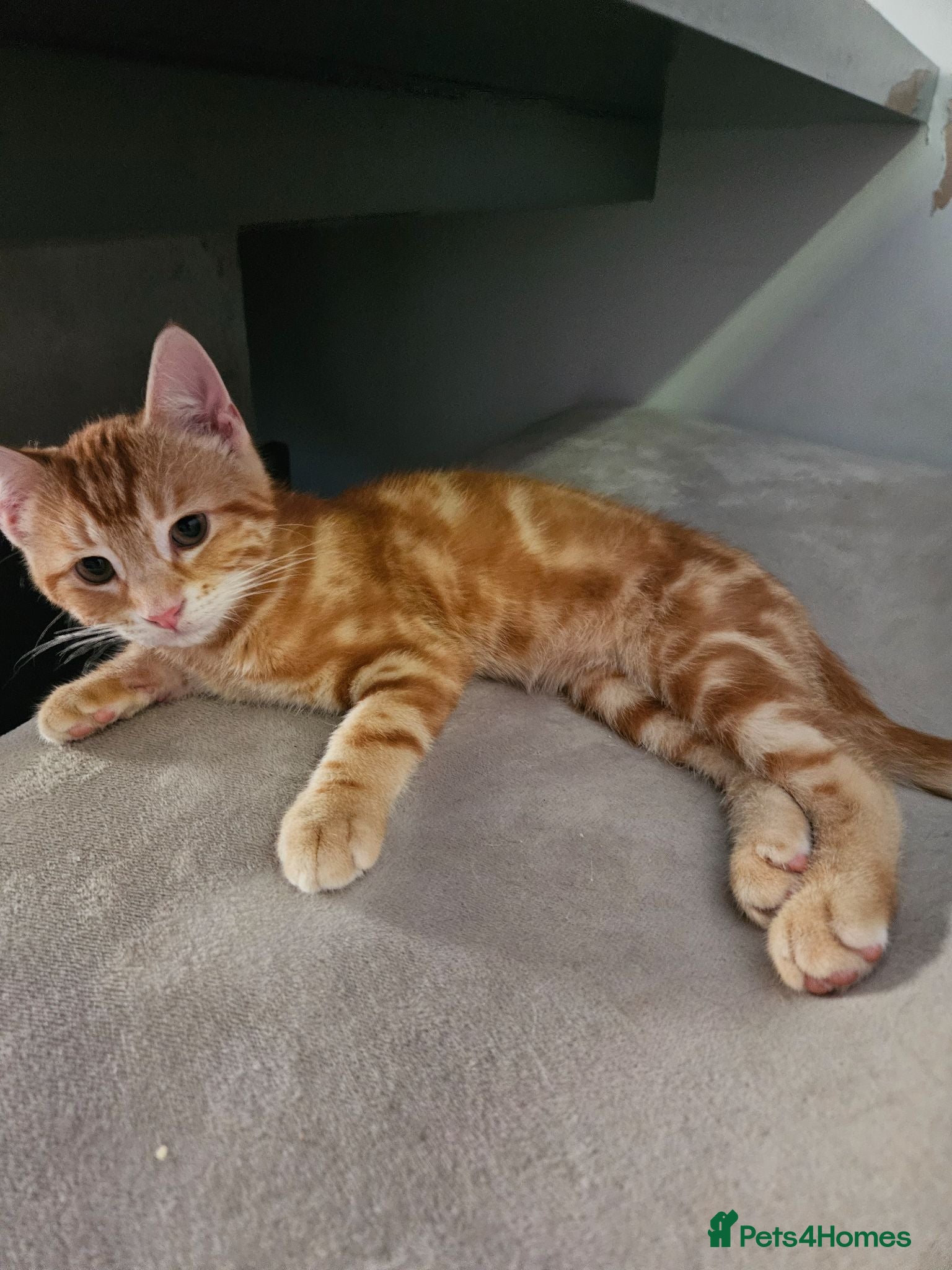British Shorthair cats Stunning half Main Coon kitten ready for new home - Advert 1