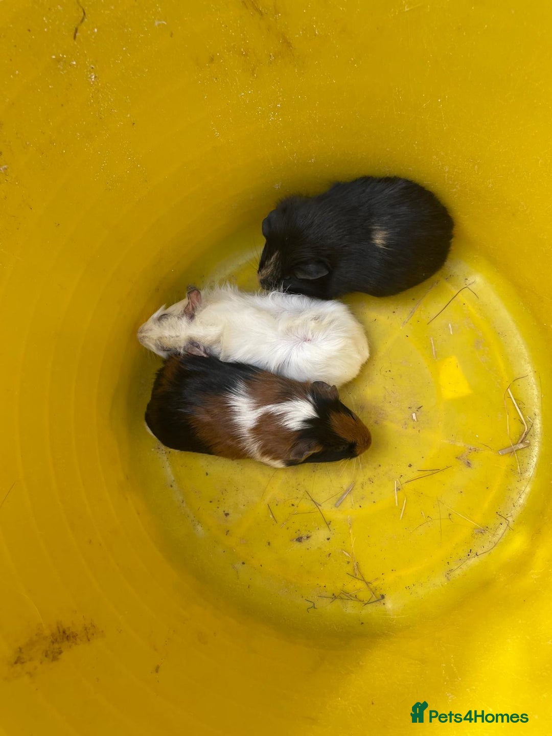 Guinea Pig rodents for sale: Female guinea pigs - Image 4