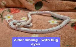 Corn Snake reptiles for sale: Palmetto and wildtype corn snakes available - Advert 8