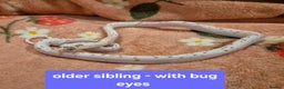 Corn Snake reptiles for sale: Palmetto and wildtype corn snakes available - Advert 8