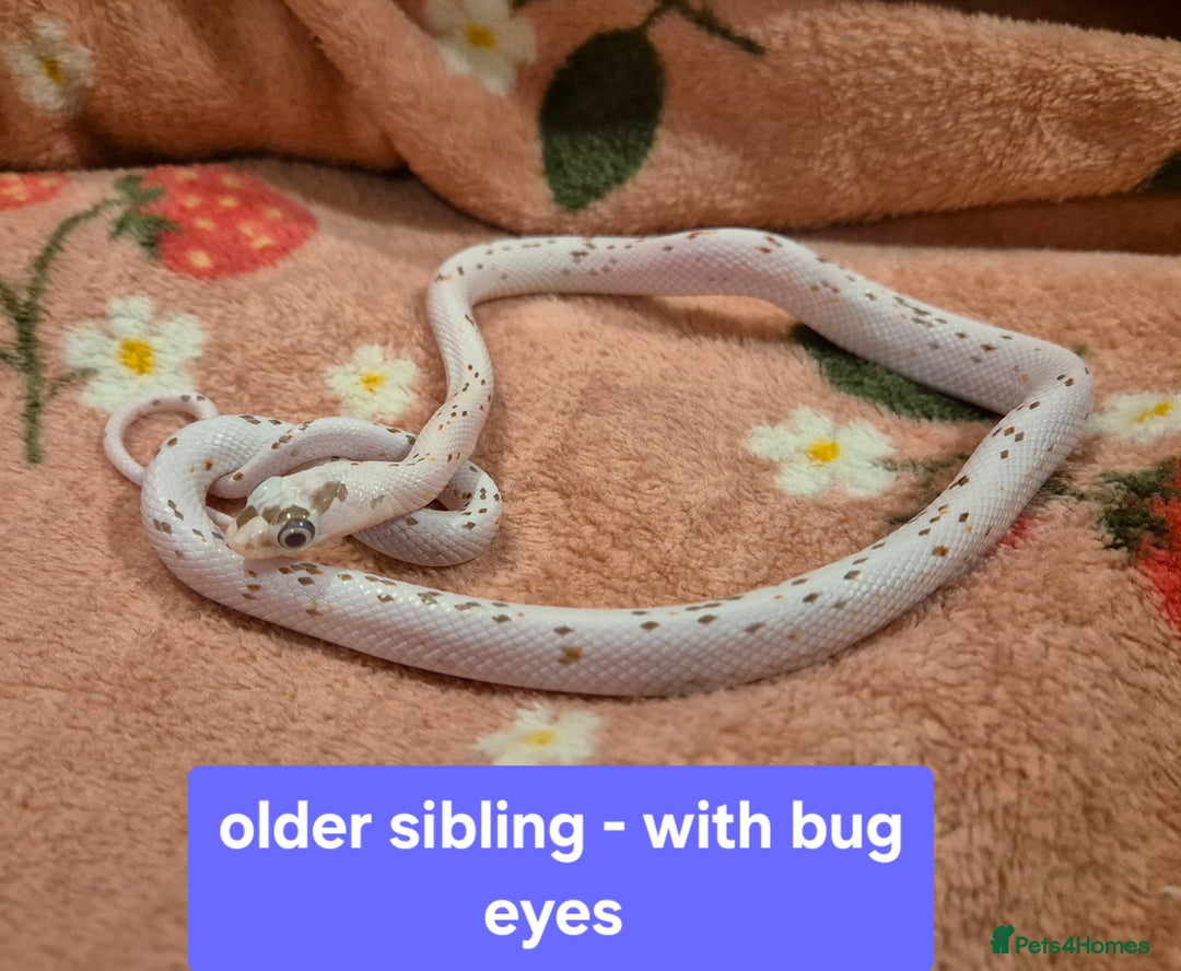 Corn Snake reptiles for sale: Palmetto and wildtype corn snakes available - Advert 8