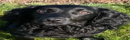 Cocker Spaniel dogs for stud: Fully health tested KC black Stud  in Driffield - Advert 3