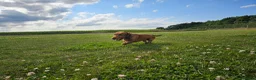 Dachshund dogs for stud: 5th gen pedigree KC teckel Dachshund  - Advert 4