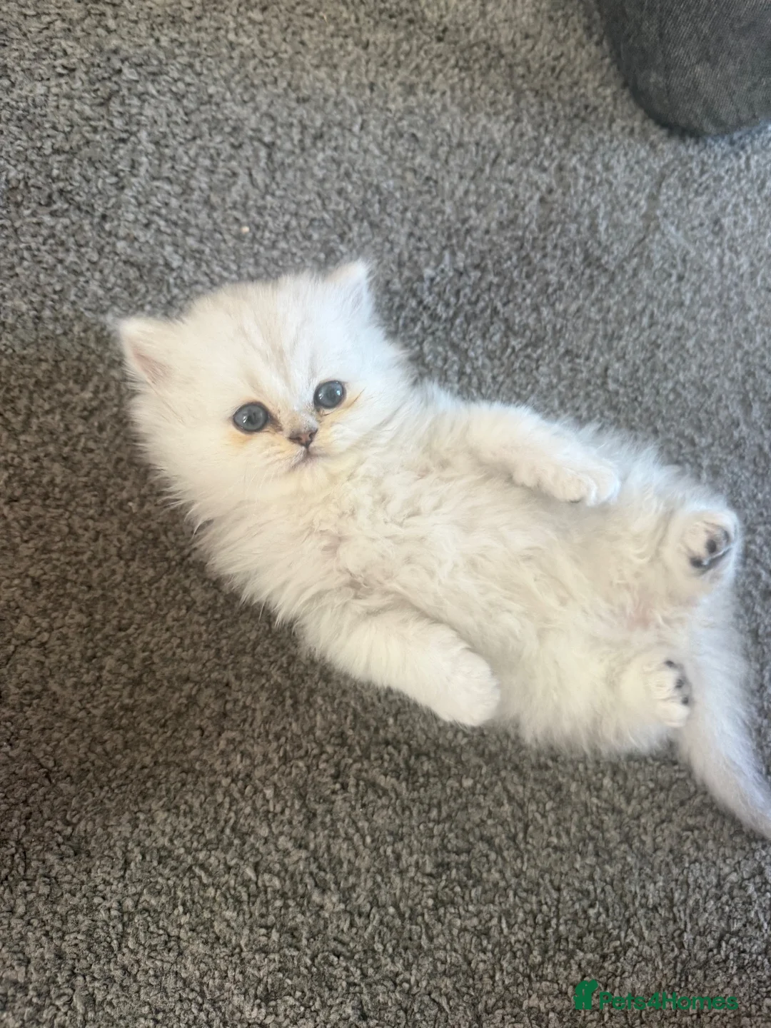 British Longhair cats for sale: British Longhair Boy  - Advert 2